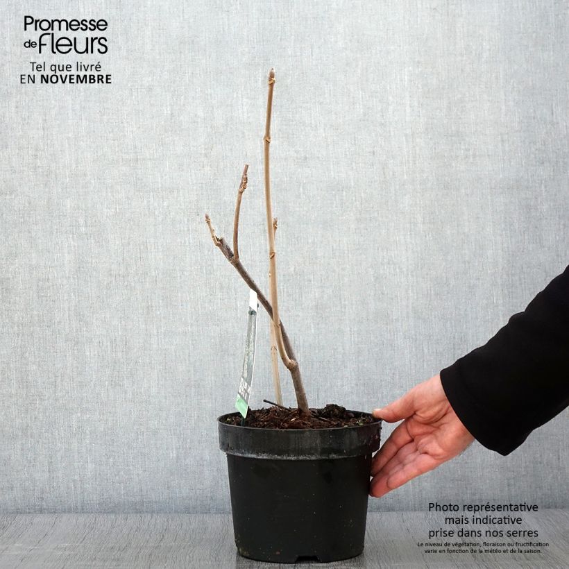 Esemplare di Aesculus parviflora - Ippocastano nano Vaso da 2L/3L come consegnato in autunno