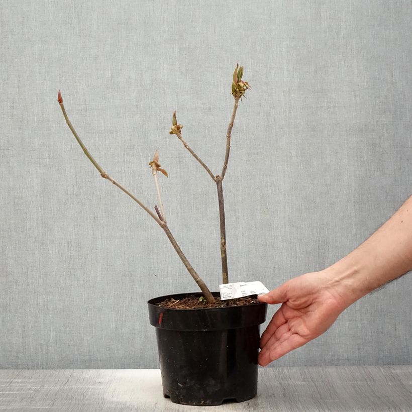 Aesculus parviflora - Ippocastano nano Vaso da 2L/3L esemplare consegnato in primavera