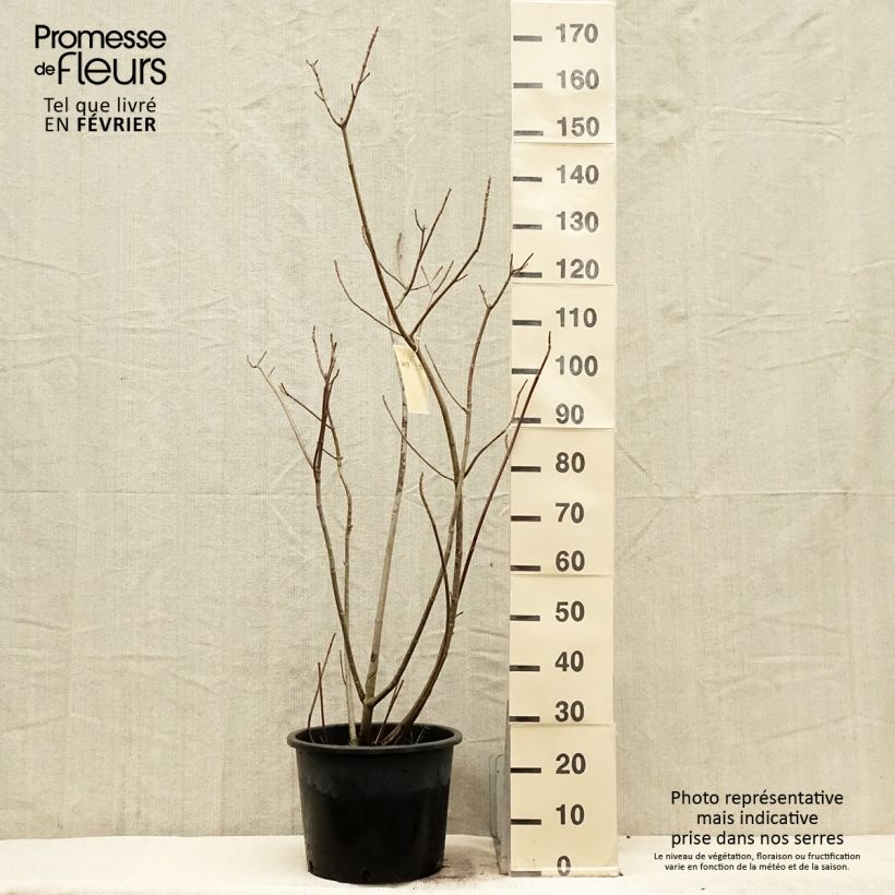 Aesculus parviflora - Ippocastano nano Vaso da 20L/25L esemplare consegnato in inverno