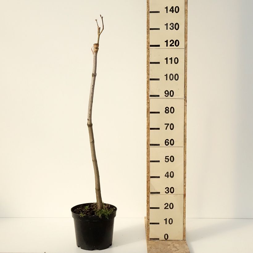 Aesculus pavia Humilis - Ippocastano rosso Vaso da 7,5L/10L esemplare consegnato in inverno