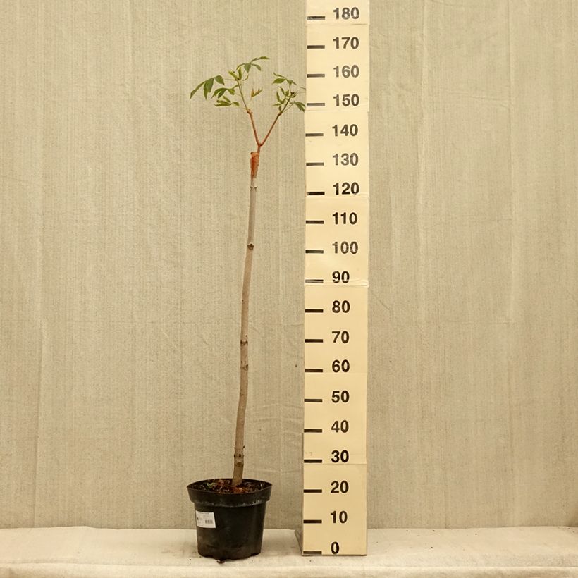 Esemplare di Aesculus pavia Humilis - Marronnier d'ornement  à fleurs rouges Vaso da 7,5L/10L consegnato in estate