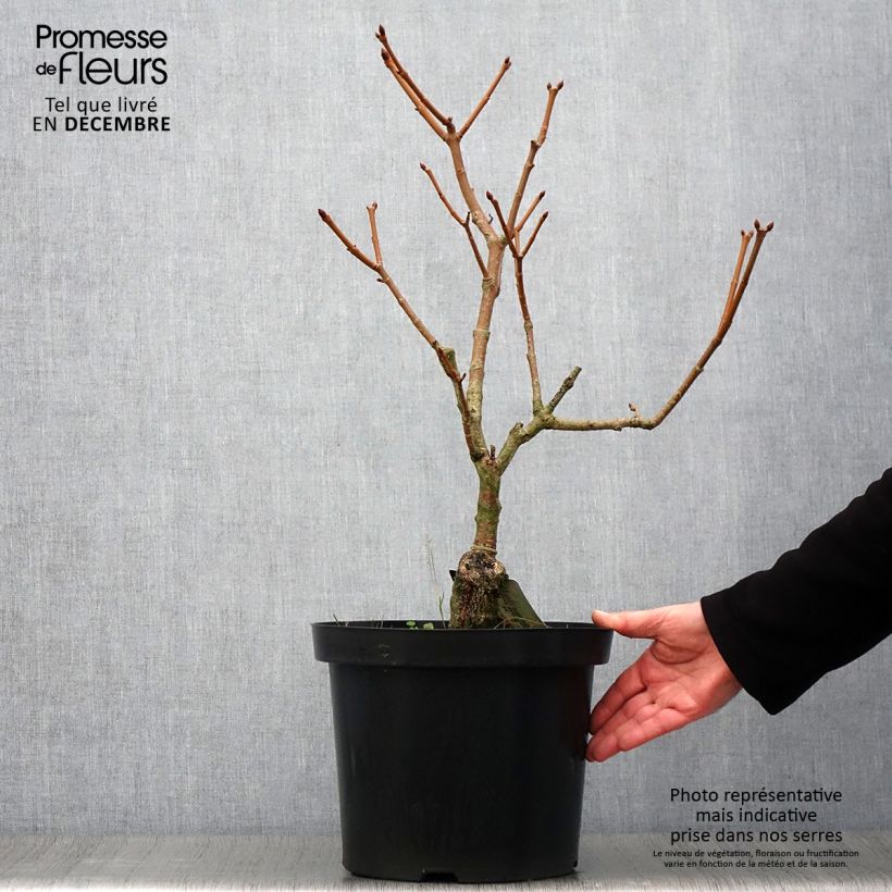 Esemplare di Aesculus pavia Koehnei - Ippocastano rosso nano Vaso da 7,5L/10L come consegnato in autunno