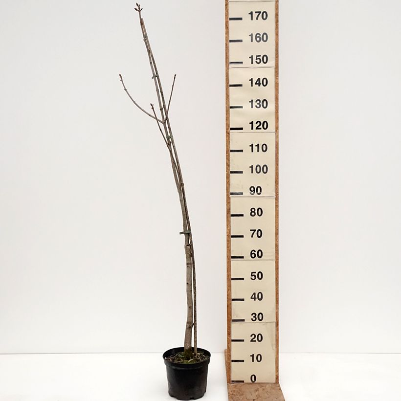Aesculus x bushii - Ippocastano hibrido Vaso da 7,5L/10L, Vaso impalcato esemplare consegnato in inverno