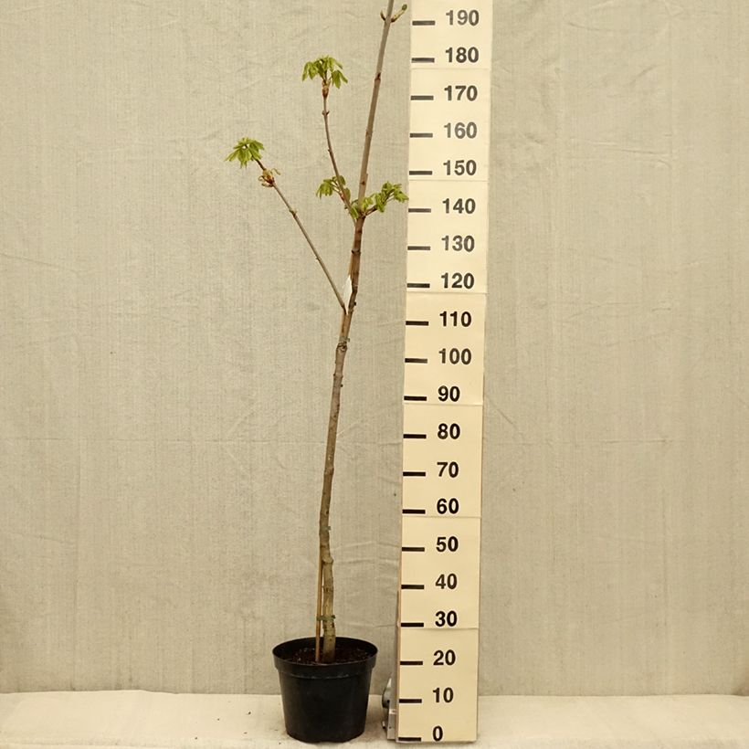 Aesculus carnea Marginata - Ippocastano rosso Vaso da 7,5L/10L, Vaso impalcato esemplare consegnato in primavera