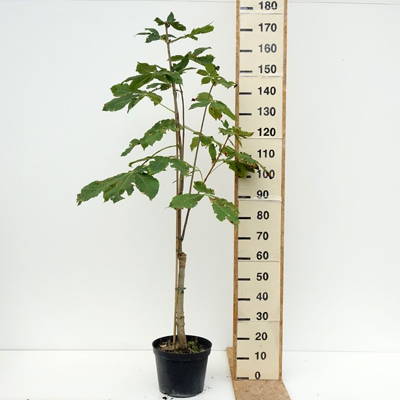 Esemplare di Aesculus x carnea Plantierensis - Marronnier rouge Vaso da 7,5L/10L consegnato in estate