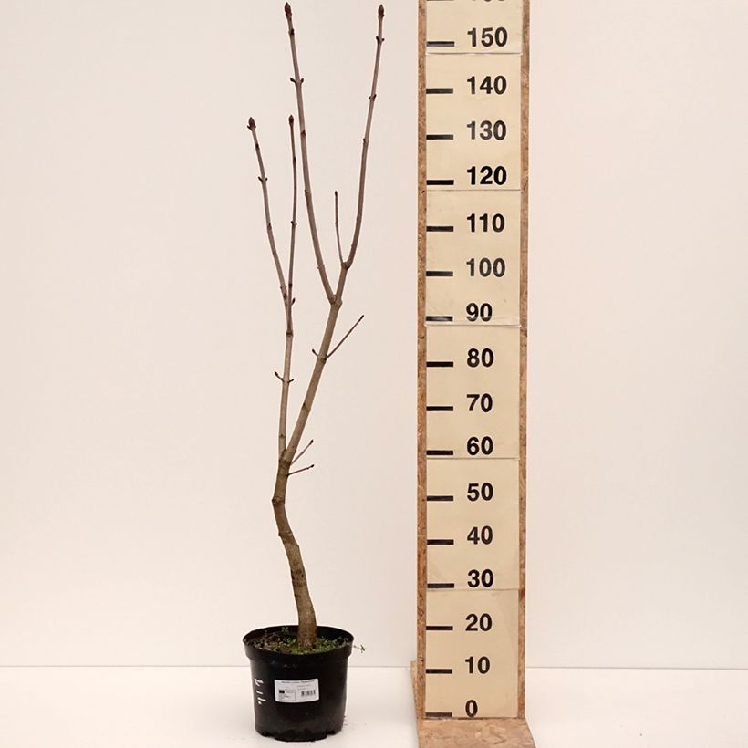 Aesculus x carnea Plantierensis - Ippocastano rosso Vaso da 7,5L/10L esemplare consegnato in inverno