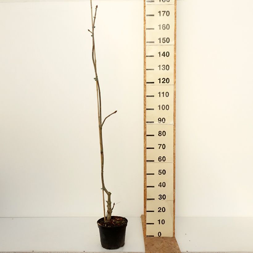 Esemplare di Aesculus x dallimorei - Ippocastano hibrido Vaso da 4L/5L come consegnato in autunno