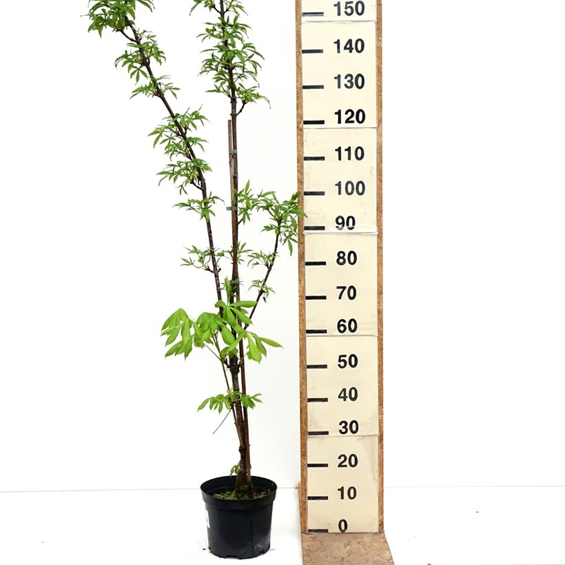 Aesculus x dallimorei - Ippocastano hibrido Vaso da 4L/5L esemplare consegnato in primavera