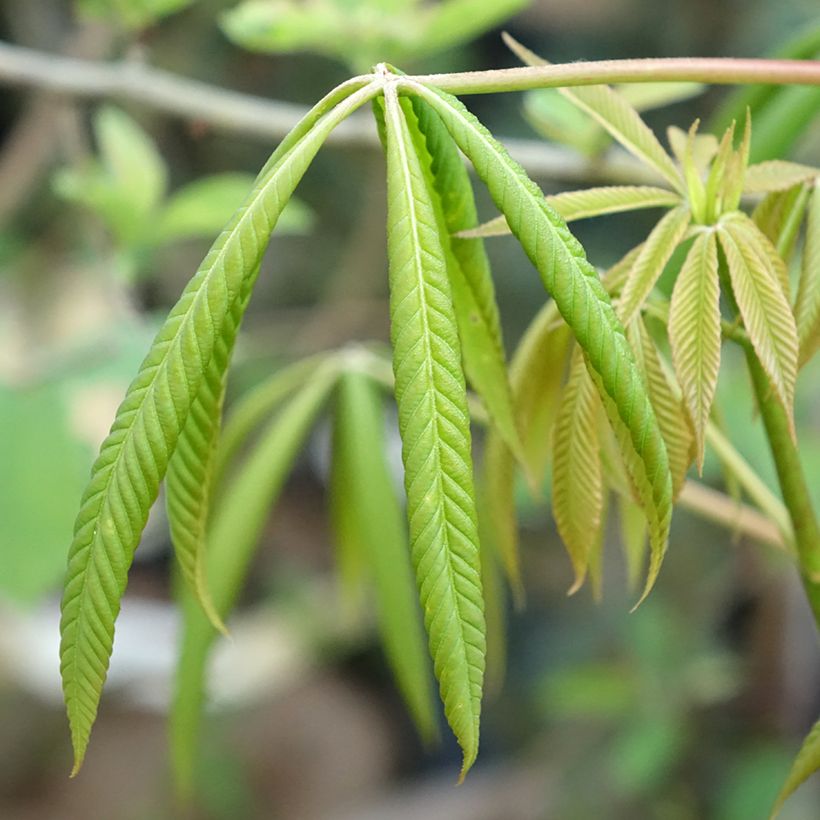 Aesculus x glaucescens - Ippocastano hibrido (Fogliame)