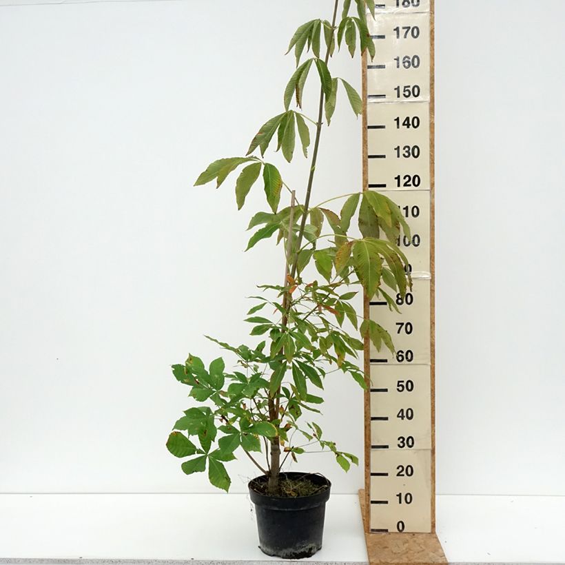 Esemplare di Aesculus x glaucescens - Marronnier aurore Vaso da 7,5L/10L consegnato in estate