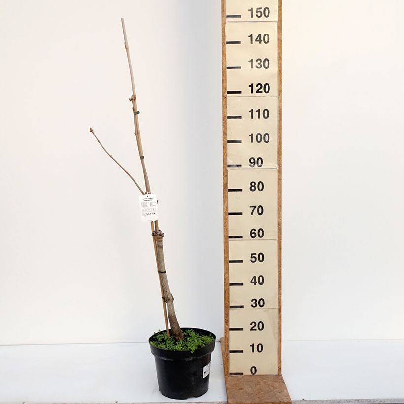 Esemplare di Aesculus x neglecta Erythroblastos - Ippocastano hibrido Vaso da 7,5L/10L come consegnato in autunno