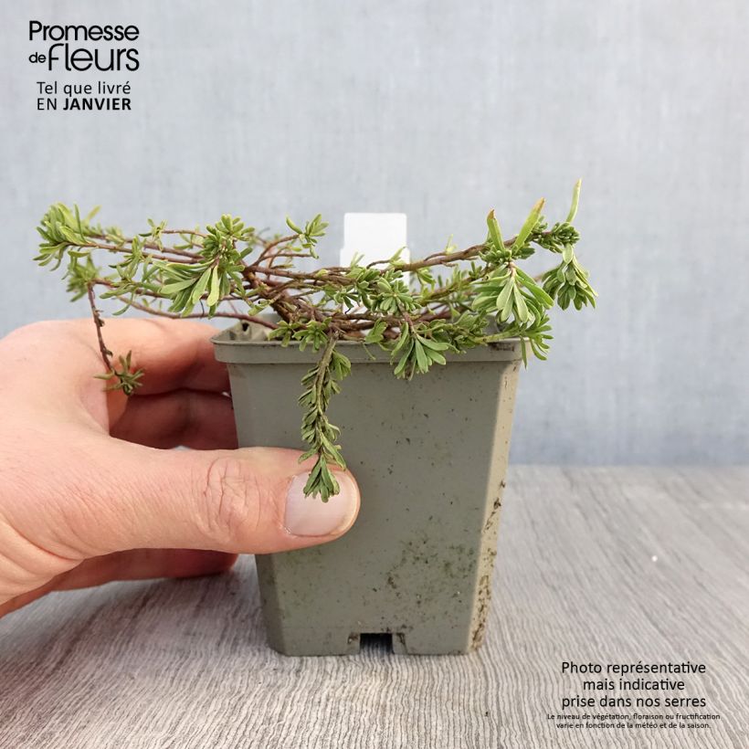 Aethionema armenum Warley Ruber Vasetto da 8/9 cm esemplare consegnato in inverno