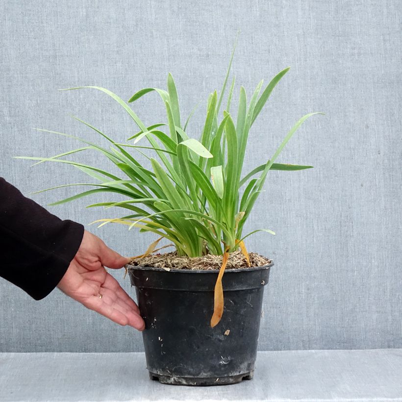 Esemplare di Agapanthus umbellatus Albus Vaso da 4L/5L come consegnato in autunno