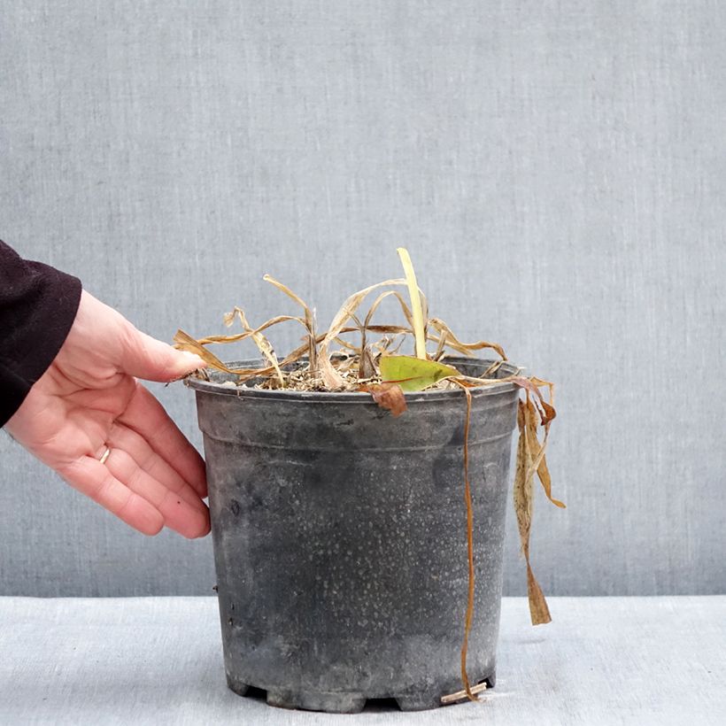 Agapanthus umbellatus Albus Vaso da 4L/5L esemplare consegnato in inverno