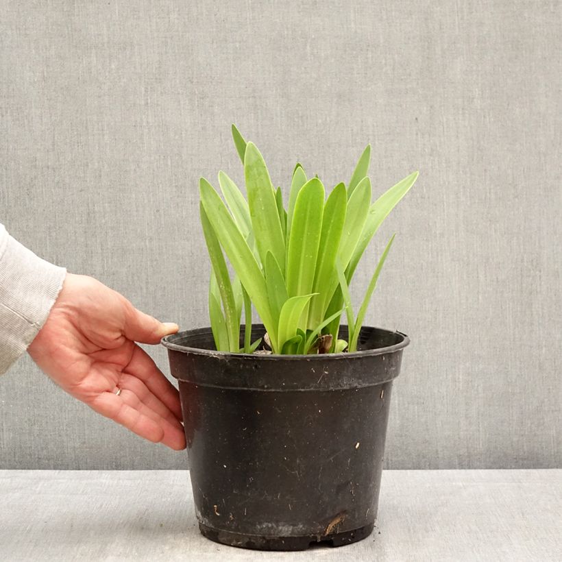 Agapanthus umbellatus Albus Vaso da 4L/5L esemplare consegnato in primavera