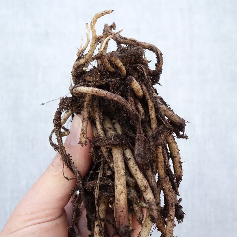 Agapanthus umbellatus Albus Cespo 1/2 occhi esemplare consegnato in inverno