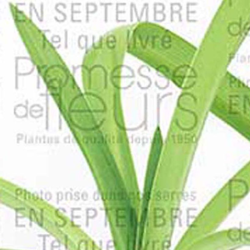 Agapanthus White Heaven (Fogliame)