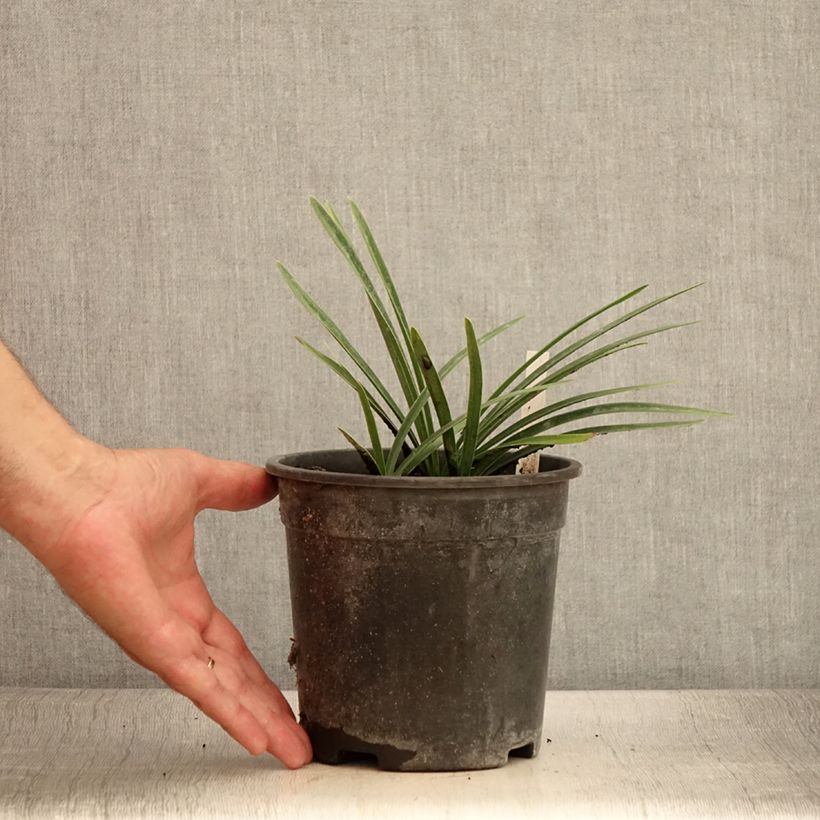 Esemplare di Agapanthus Back in Black Vaso da 2L/3L consegnato in estate