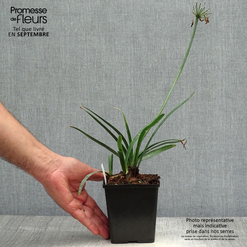 Esemplare di Agapanthus Black Buddhist Vasetto da 8/9 cm come consegnato in autunno