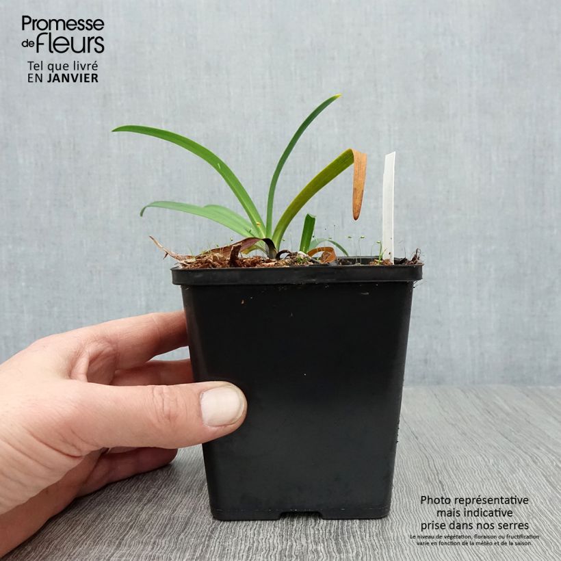 Agapanthus Black Buddhist Vasetto da 8/9 cm esemplare consegnato in inverno