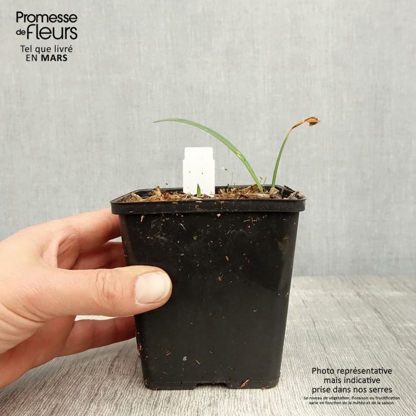 Agapanthus Black Buddhist Vasetto da 8/9 cm esemplare consegnato in primavera