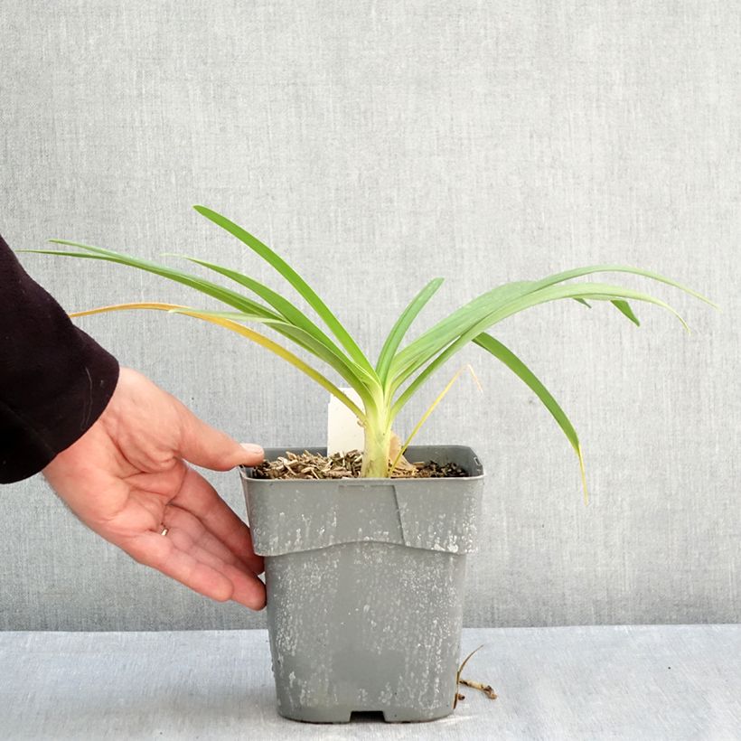 Esemplare di Agapanthus Black Jack Vaso da 1,5L/2L come consegnato in autunno