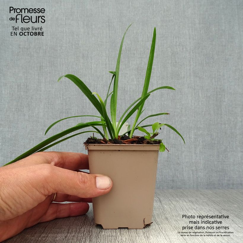 Esemplare di Agapanthus Black Magic Vasetto da 8/9 cm come consegnato in autunno