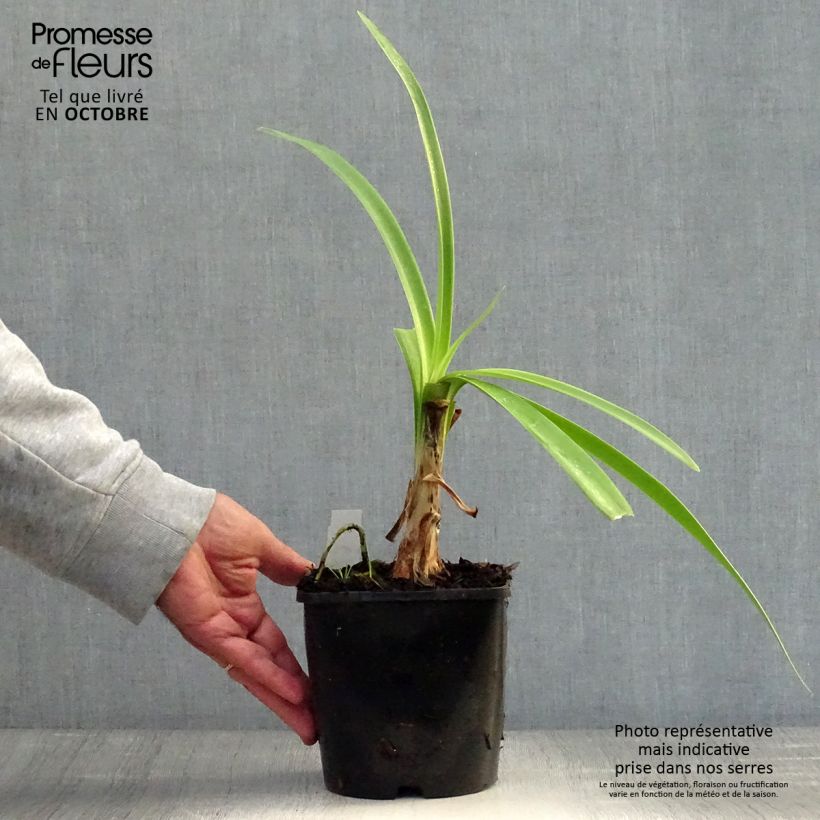 Esemplare di Agapanthus Black Magic Vaso da 2L/3L come consegnato in autunno