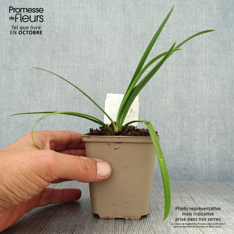 Esemplare di Agapanthus Black Pantha Vasetto da 8/9 cm come consegnato in autunno