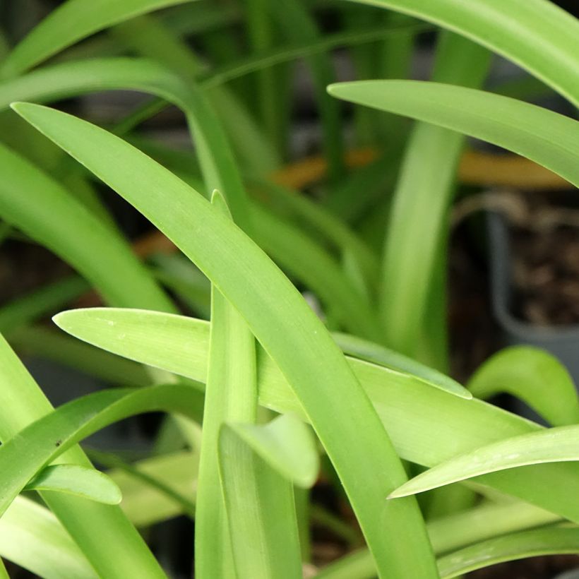 Agapanthus Black Pantha (Fogliame)