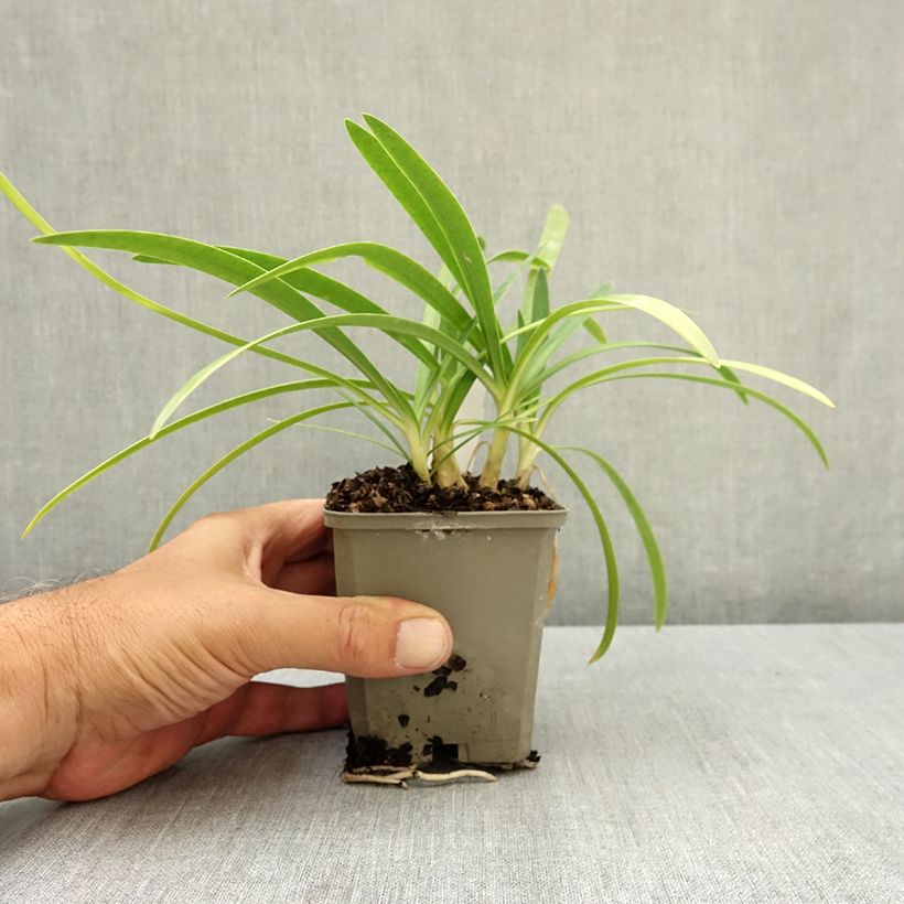 Esemplare di Agapanthus Blue Baby Vasetto da 8/9 cm consegnato in estate