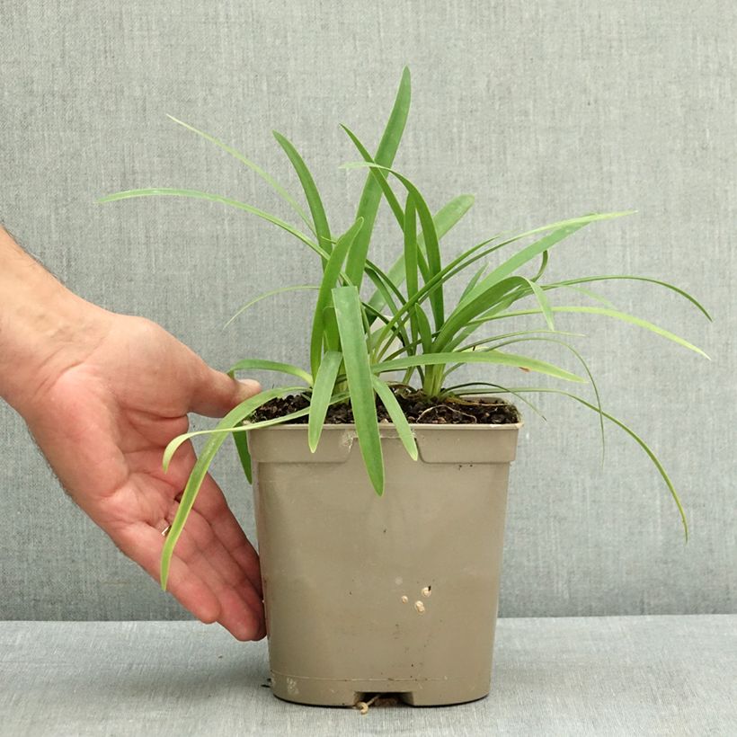 Esemplare di Agapanthus Blue Baby Vaso da 2L/3L consegnato in estate