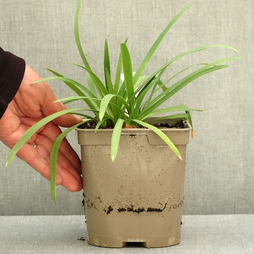 Agapanthus Blue Baby Vaso da 2L/3L esemplare consegnato in primavera