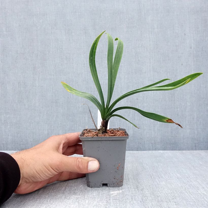 Esemplare di Agapanthus Blue Giant Vasetto da 8/9 cm come consegnato in autunno