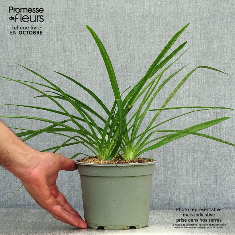 Esemplare di Agapanthus Blue Heaven Vaso da 2L/3L come consegnato in autunno