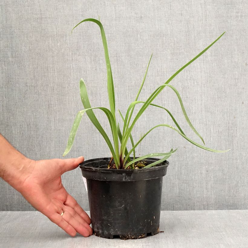 Esemplare di Agapanthus Blue Infinity Vaso da 2L/3L come consegnato in autunno