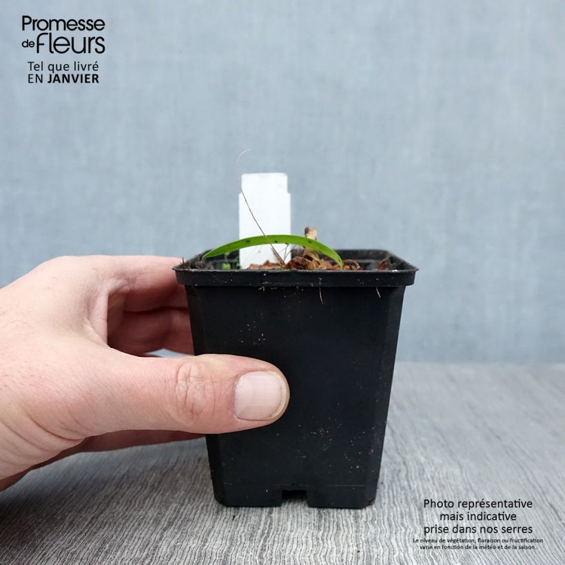 Agapanthus Blue Triumphator Vasetto da 8/9 cm esemplare consegnato in inverno