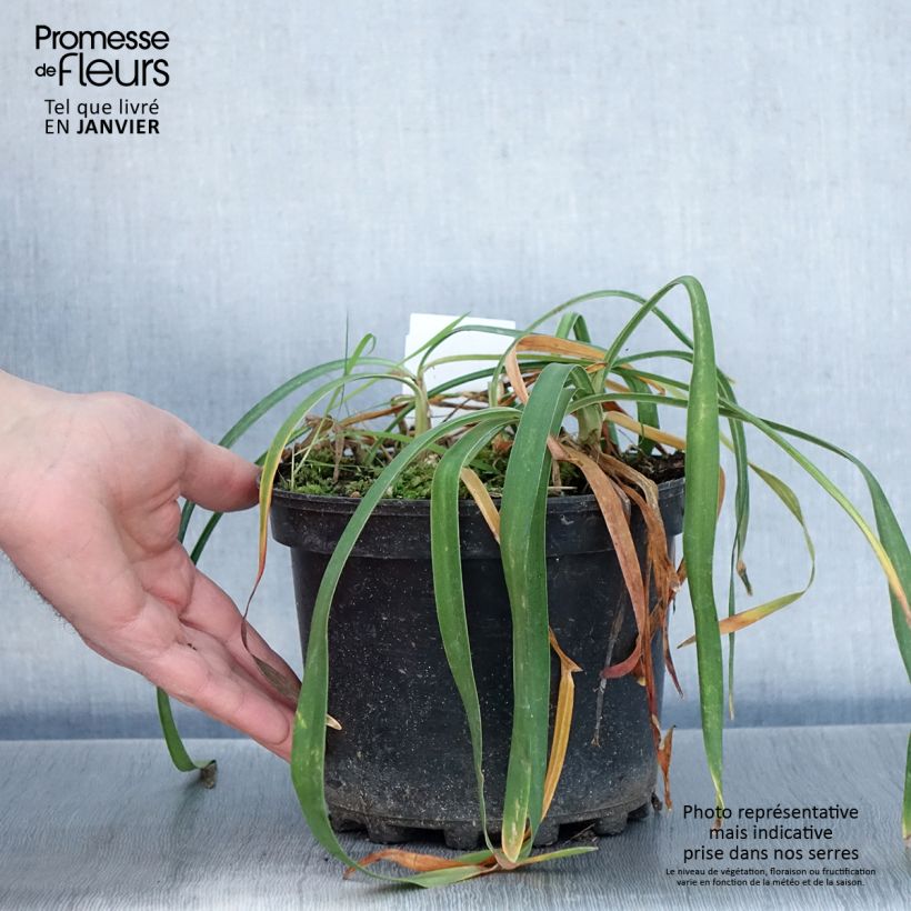 Agapanthus Blue Triumphator Vaso da 2L/3L esemplare consegnato in inverno