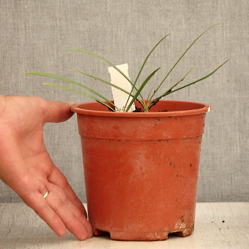 Esemplare di Agapanthus Blue Velvet Vaso da 2L/3L consegnato in estate