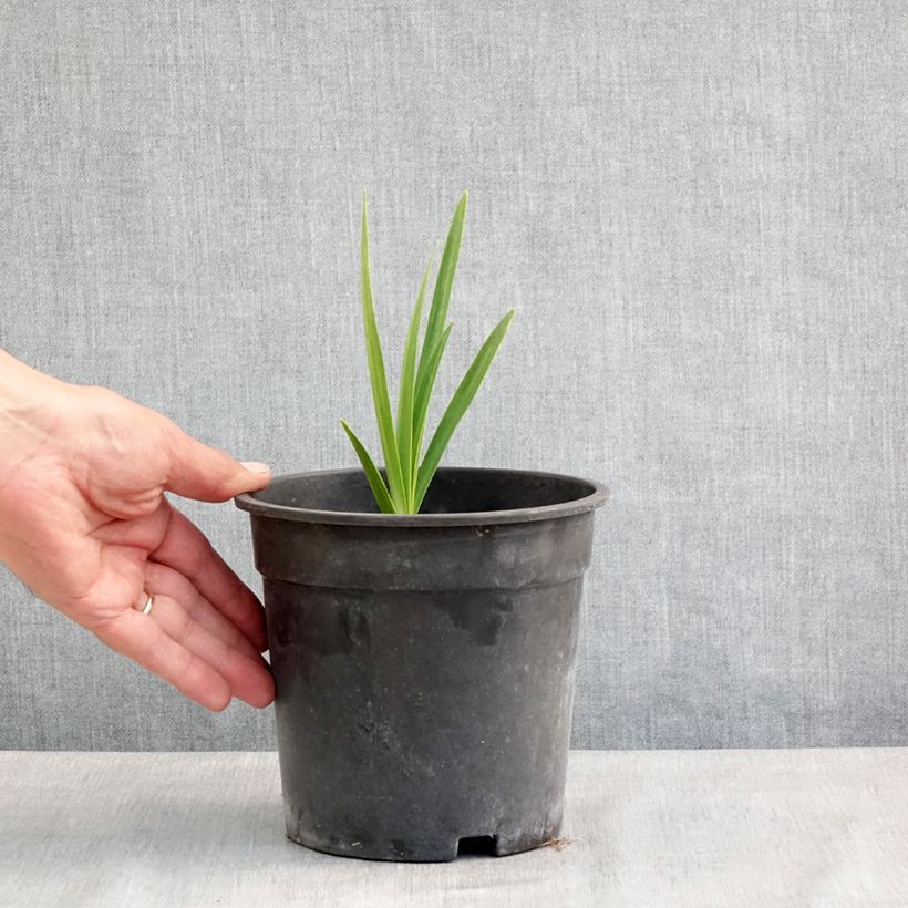 Agapanthus Blue Velvet Vaso da 2L/3L esemplare consegnato in primavera