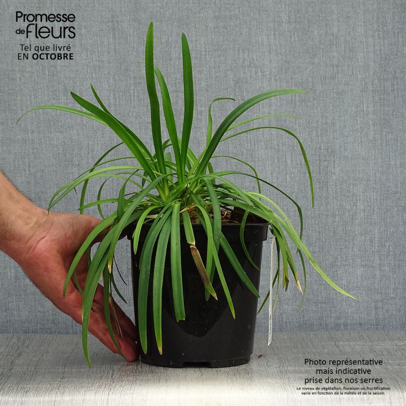 Esemplare di Agapanthus Brilliant Blue Vaso da 2L/3L come consegnato in autunno