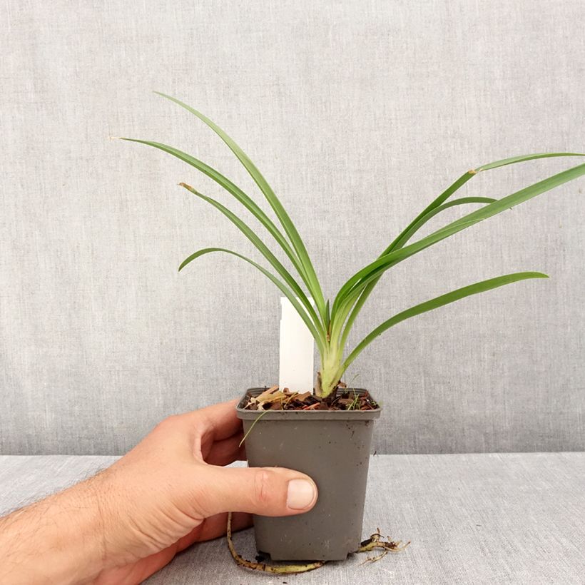 Esemplare di Agapanthus campanulatus var. albidus var. albidus Vasetto da 8/9 cm come consegnato in autunno