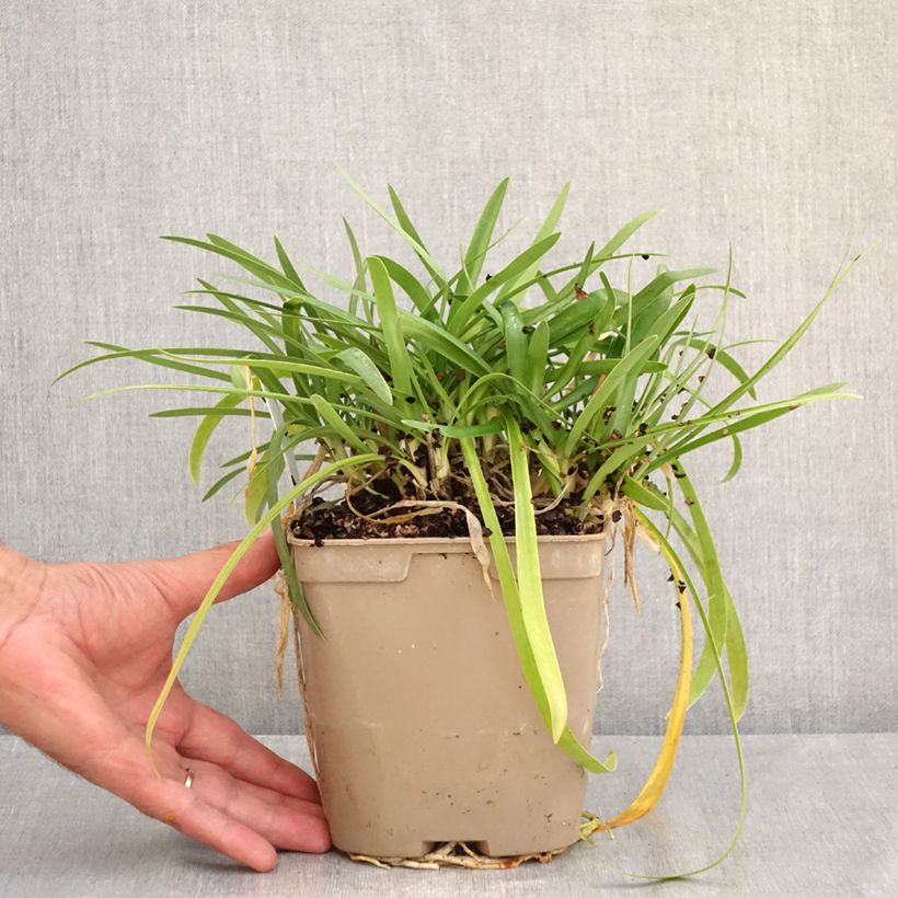 Esemplare di Agapanthus Charlotte Vaso da 2L/3L consegnato in estate