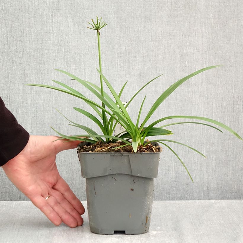 Esemplare di Agapanthus Charlotte Vaso da 2L/3L come consegnato in autunno