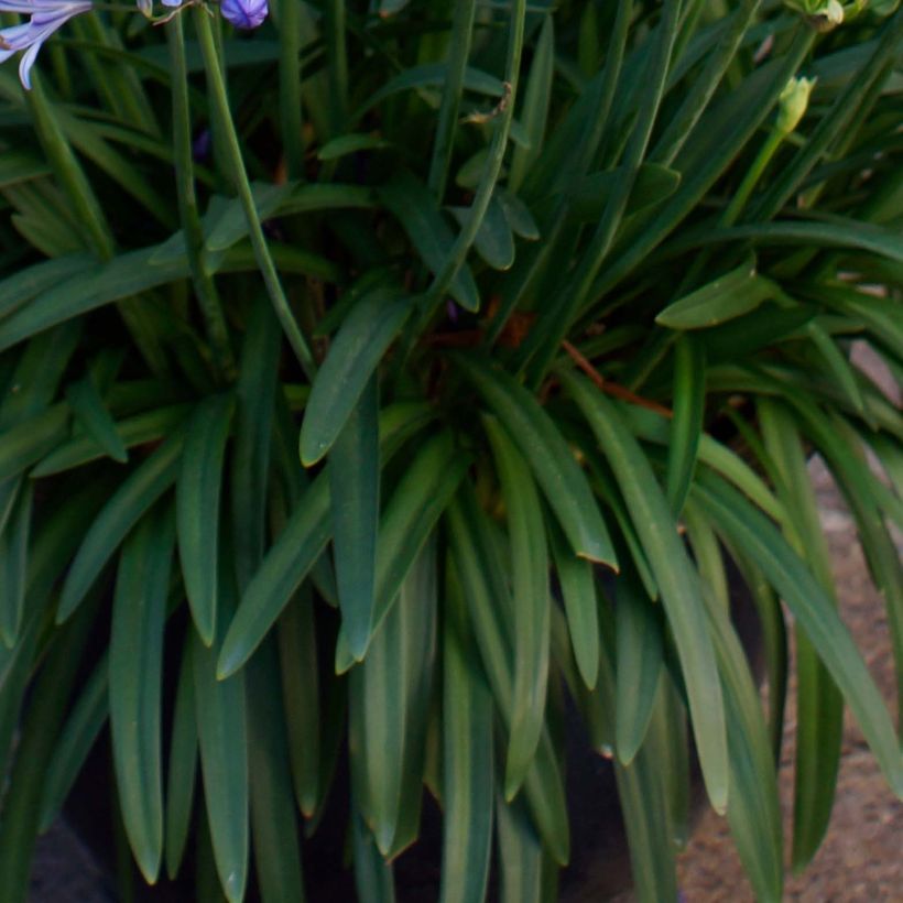 Agapanthus Charlotte (Fogliame)