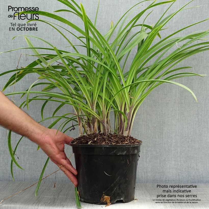 Esemplare di Agapanthus Docteur Brouwer Vaso da 4L/5L come consegnato in autunno
