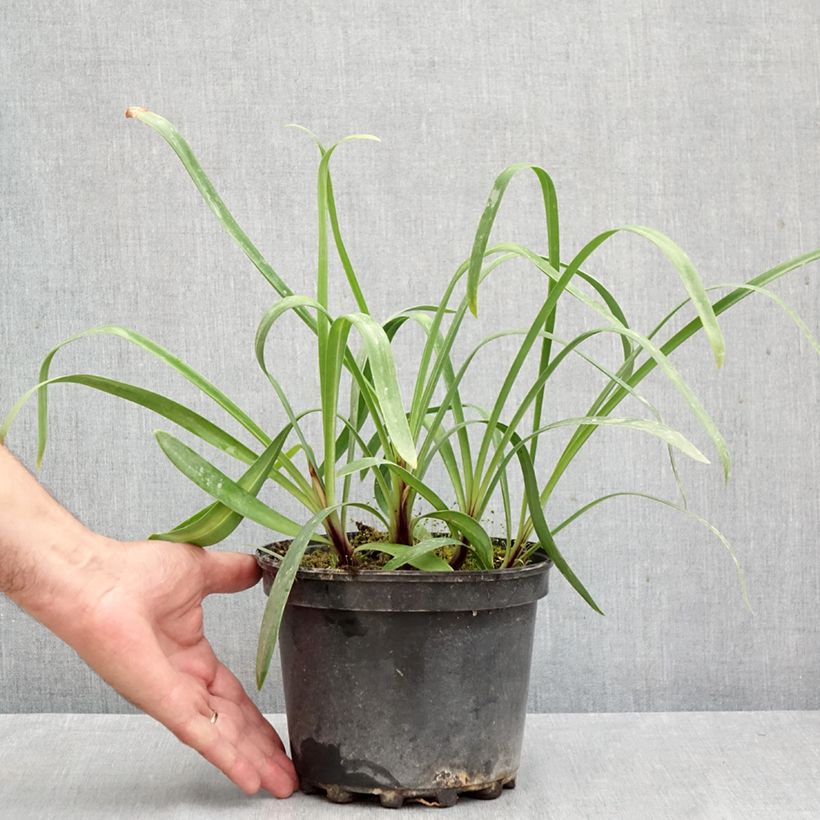 Esemplare di Agapanthus Docteur Brouwer Vaso da 2L/3L come consegnato in autunno