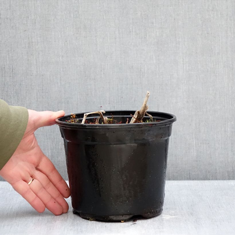 Agapanthus Docteur Brouwer Vaso da 2L/3L esemplare consegnato in inverno