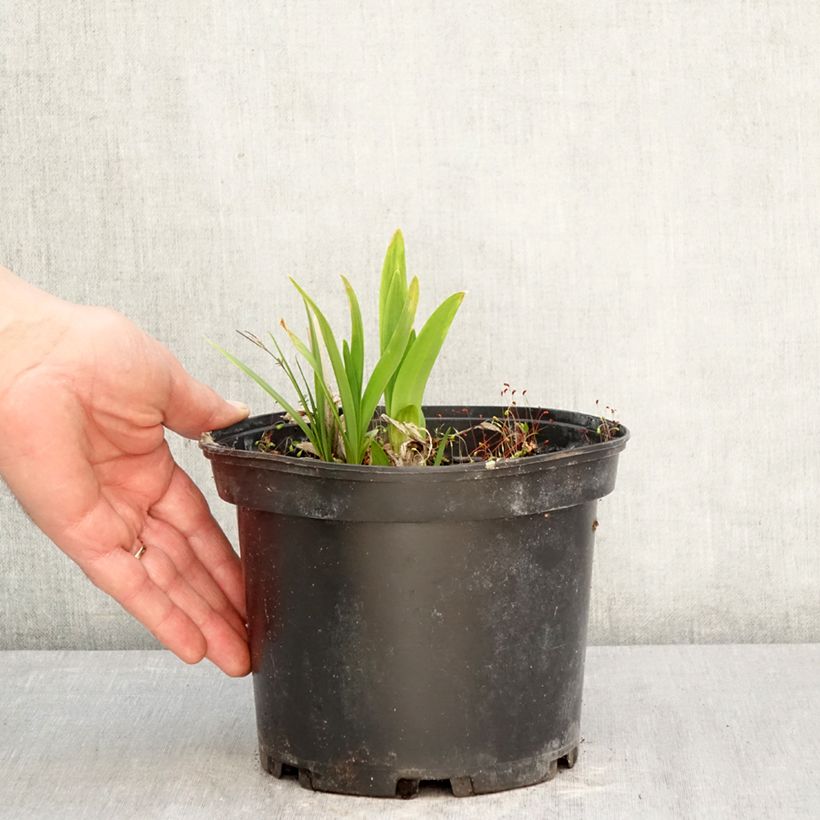 Agapanthus Docteur Brouwer Vaso da 2L/3L esemplare consegnato in primavera