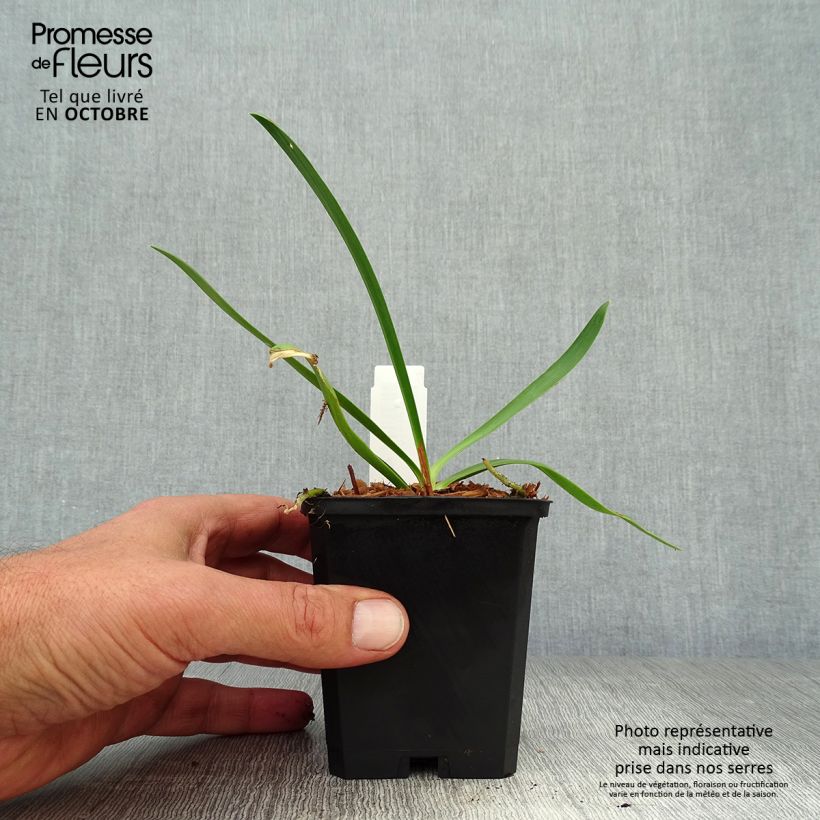 Esemplare di Agapanthus Donau Vasetto da 8/9 cm come consegnato in autunno